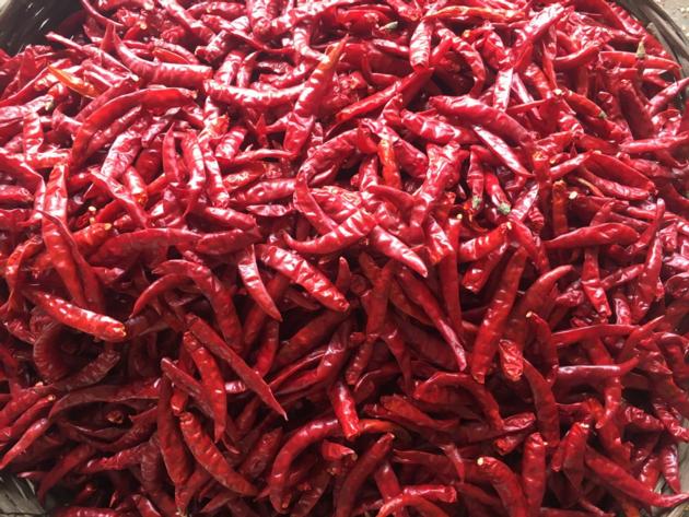 Dry Red Chilli