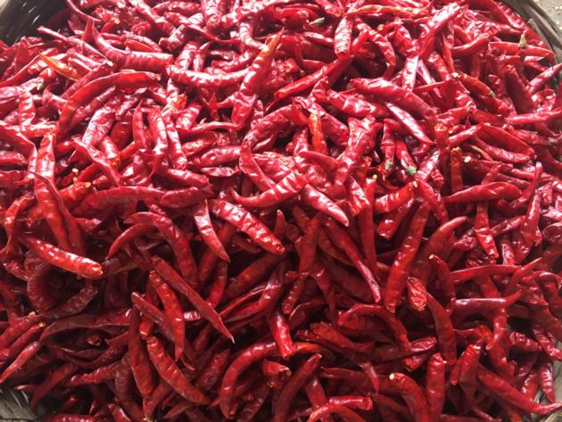 Dry Red Chilli