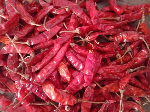 Dry red chilli