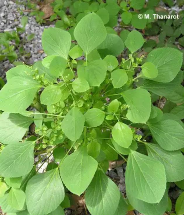 Acalypha Indica