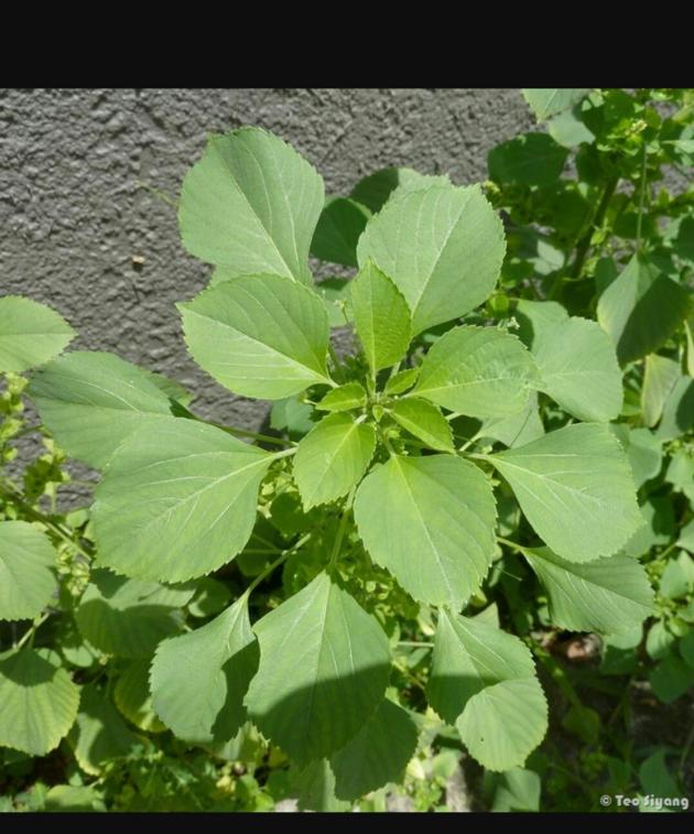 Acalypha Indica