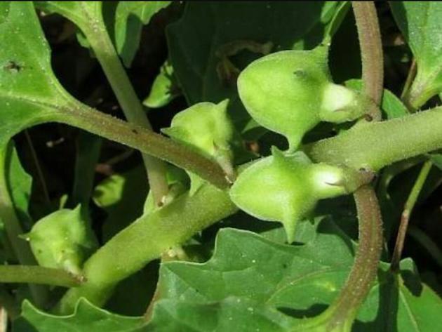 Pedalium Murex