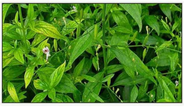 Andrographis paniculata