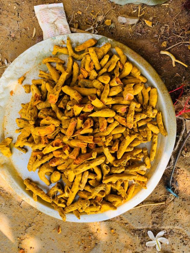 turmeric 