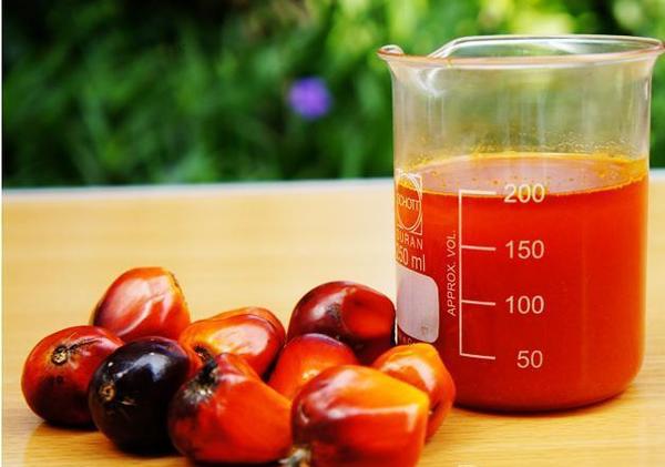Palm OIl