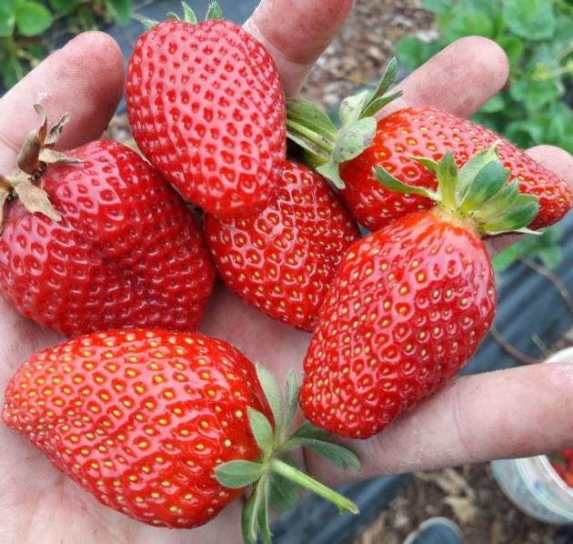 Strawberry