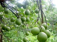Grapefruit Oil