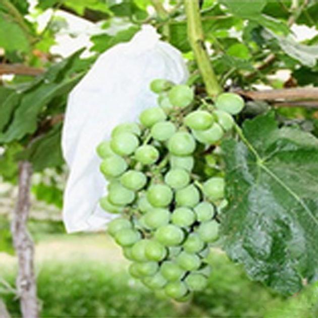 Fruit Cover Protection Bag