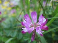 Chinese milk vetch seed