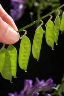 Hairy vetch