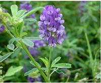 Alfalfa seeds