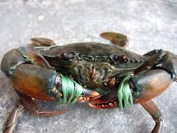 Live Mud Crab