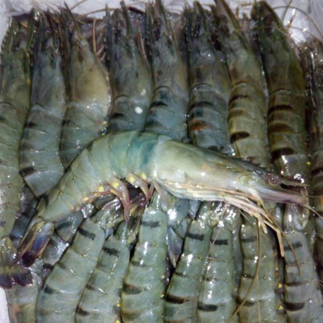 BLACK TIGER SHRIMP