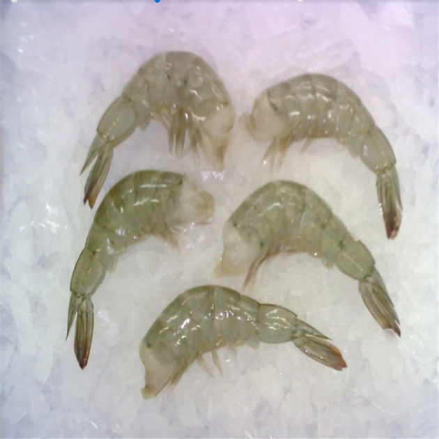 BLACK TIGER SHRIMP