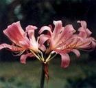 Ursolic acid