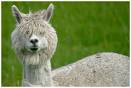 ALPACA CLOTHES & ACCESSORIES