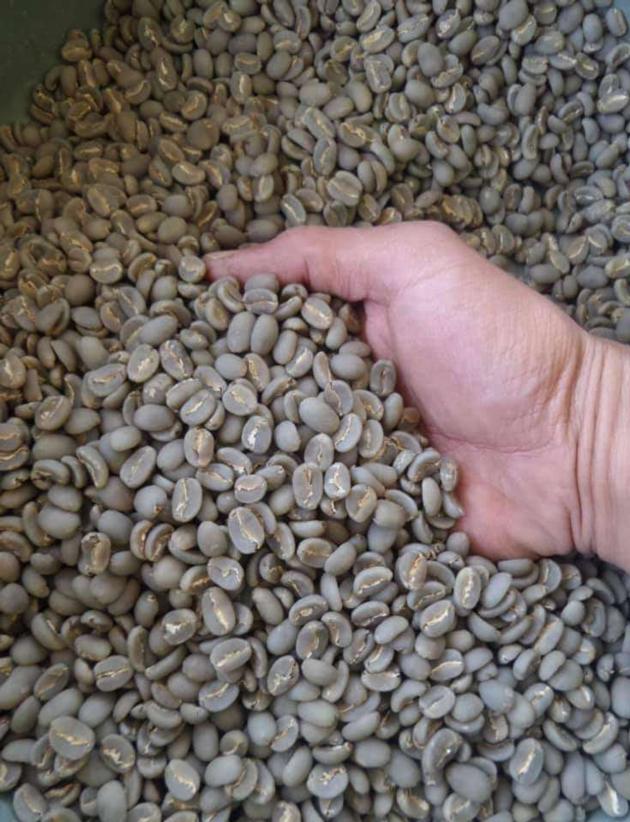 Coffee Beans Arabica Java