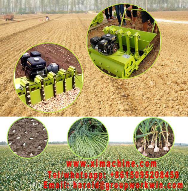 Garlic Planter