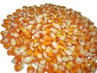 MAIZE POULTRY FEED