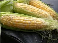 YELLOW CORN-HUMAN FEED