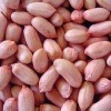JAVA PEANUTS