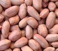 BOLD PEANUTS