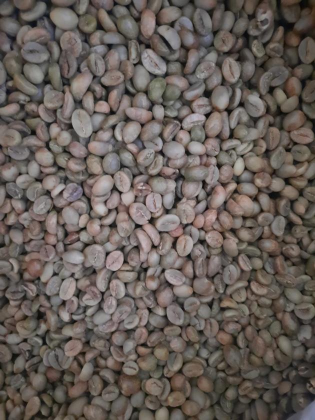 Coffee Beans Robusta