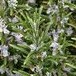 Natural Herbal Ingredients