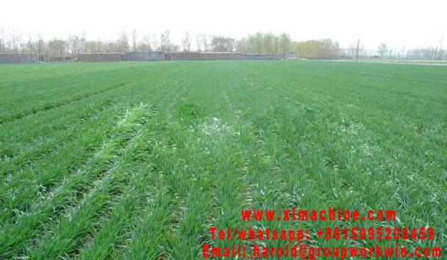 Wheat Seeder