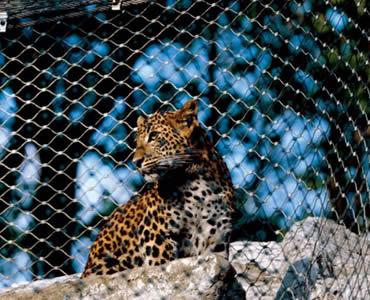Stainless Steel Aviary Rope Mesh
