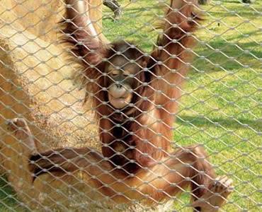Stainless Steel Rope Zoo Mesh