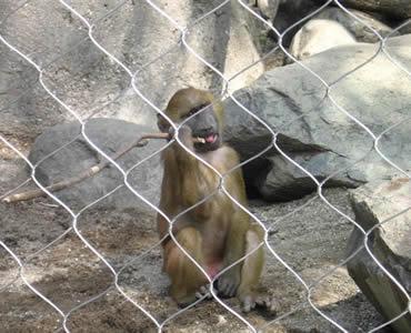 Stainless Steel Aviary Rope Mesh