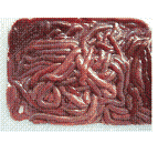 Chirori-living fishing bait
