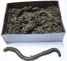 Fukuromushi, Diopatra bilolata, Canutillos-living fishing bait