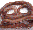Honmushi, Marphysa sanguinea, Muroddo-living fishing bait