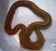 AOISOME, Lugworm,koreana-bait