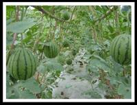2014 new style  high quality polyethylene mulch film extirpating weed for sensitive crops 