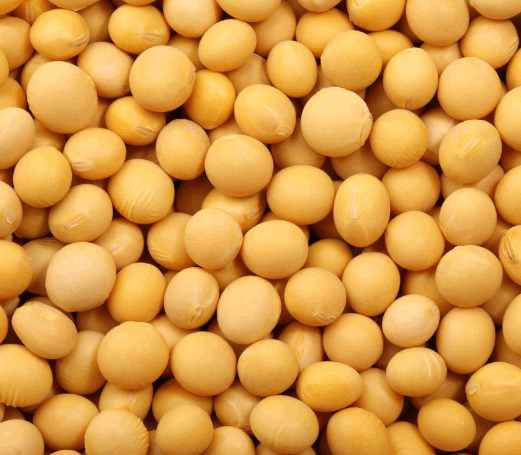 Beans