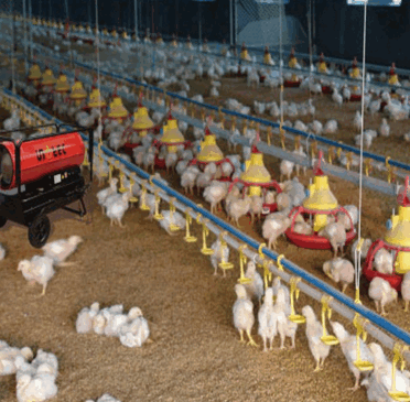 Poultry Equipments