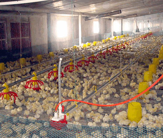 Breeding Cages