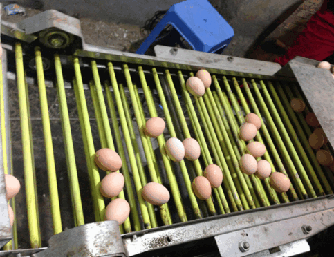Poultry Equipments