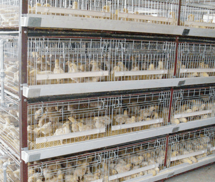 Breeding Cages