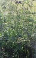 Sting Nettle Root Ext.( beta-Sitosterol)