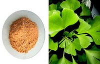Ginkgo biloba extract