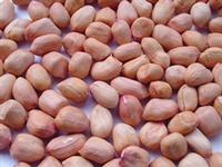 PEANUT KERNEL