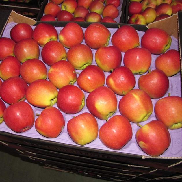 fresh apple