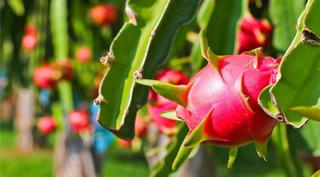 Fresh Dragon Fruit
