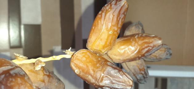 DATES DATTES DEGLET NOUR