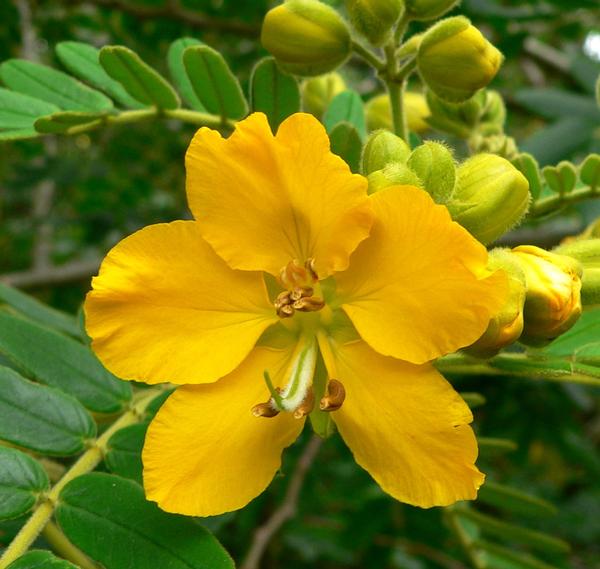 Herbal powder