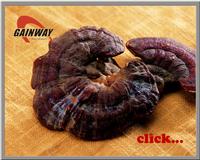 Ganoderma Extract Ingredient Herbal Health